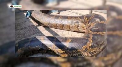 उत्तराखण्ड: विशालकाय अजगर घर के पास दिखा — वन विभाग ने सुरक्षित तरीके से रेस्क्यू किया