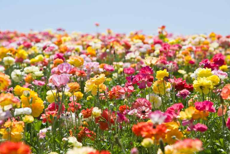 Phool Dei Festival (फूलदेई) – Blossoms at the Doorsteps of Uttarakhand
